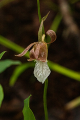 Image of Eulophia venulosa