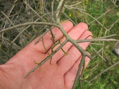 Melicytus flexuosus