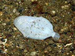 White Sole photo 2