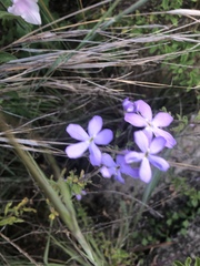 Jamesbrittenia grandiflora