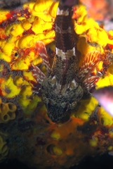 Bovichtus angustifrons