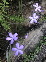 Jamesbrittenia grandiflora