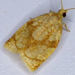 Adoxophyes negundana