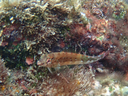 Malacoctenus ebisui
