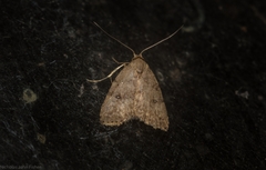 Tolpiodes oligolasia