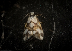 Thallarcha staurocola