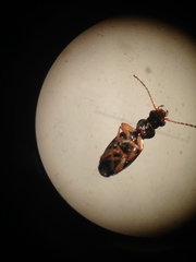 Bembidion