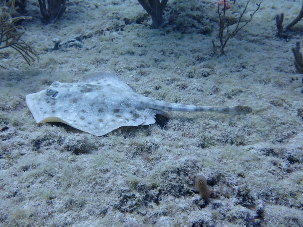 Yellow stingray lying flat on a sandy reef floor