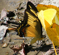 Heraclides androgeus