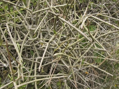 Melicytus flexuosus