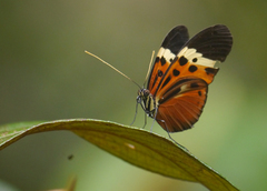 Heliconius numata
