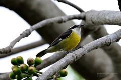 Coereba flaveola caboti