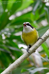 Coereba flaveola caboti