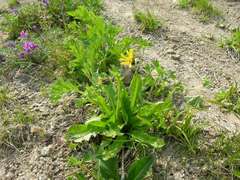 Taraxacum acricorne
