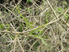 Melicytus flexuosus