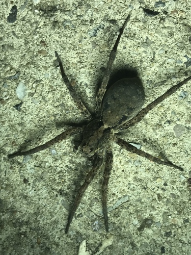 Drumming Sword Wolf Spider photo 6