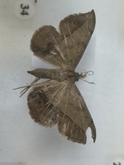 Eulepidotinae