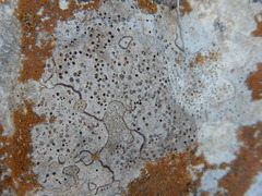 Bagliettoa calciseda