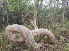 Acer negundo