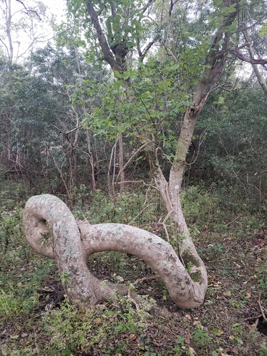 Acer negundo