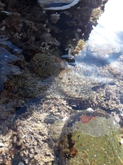 Octopus bimaculatus