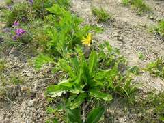 Taraxacum acricorne