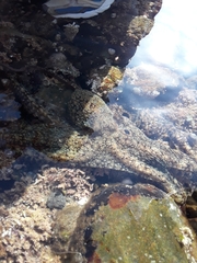 Octopus bimaculatus