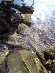 Octopus bimaculatus