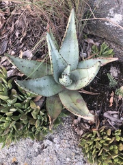 Aloe petricola
