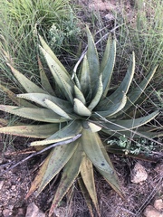 Aloe petricola