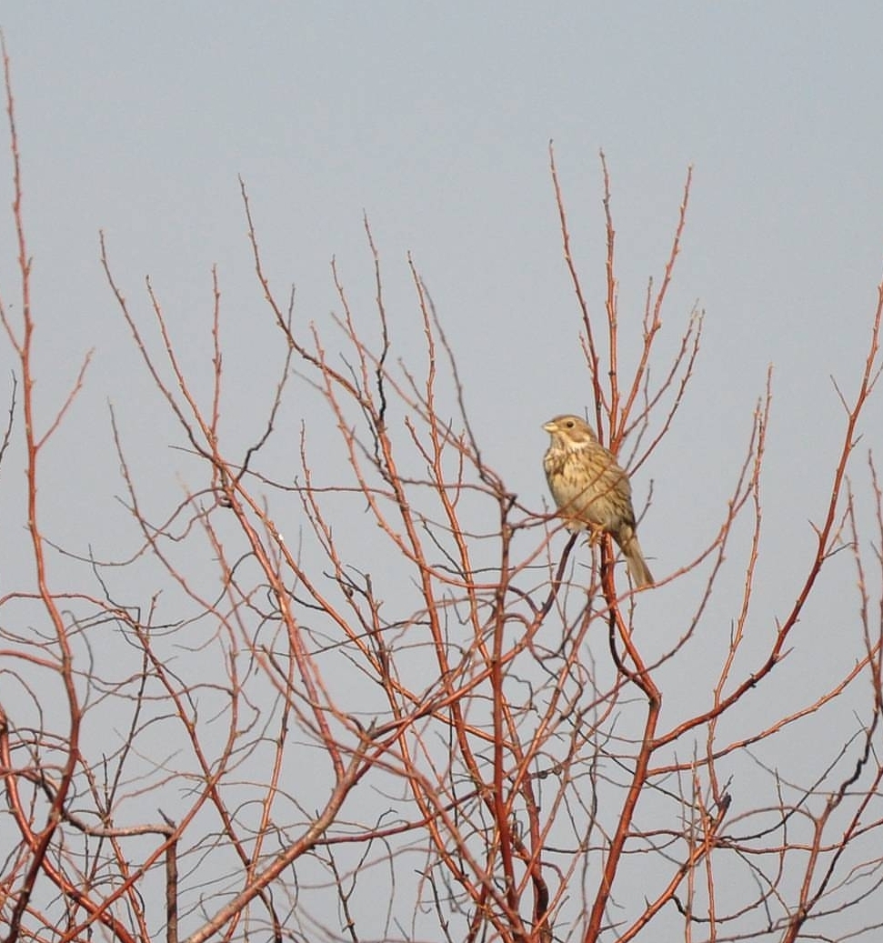 Corn Bunting