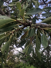 Ficus petersii