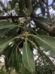 Ficus petersii