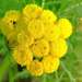 Tanacetum vulgare boreale - Photo (c) Boris Bolshakov, algunos derechos reservados (CC BY-NC), subido por Boris Bolshakov