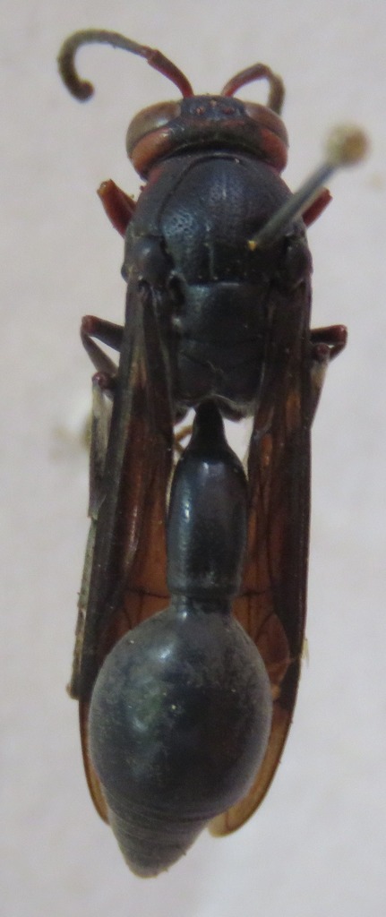 Brachymenes dyscherus