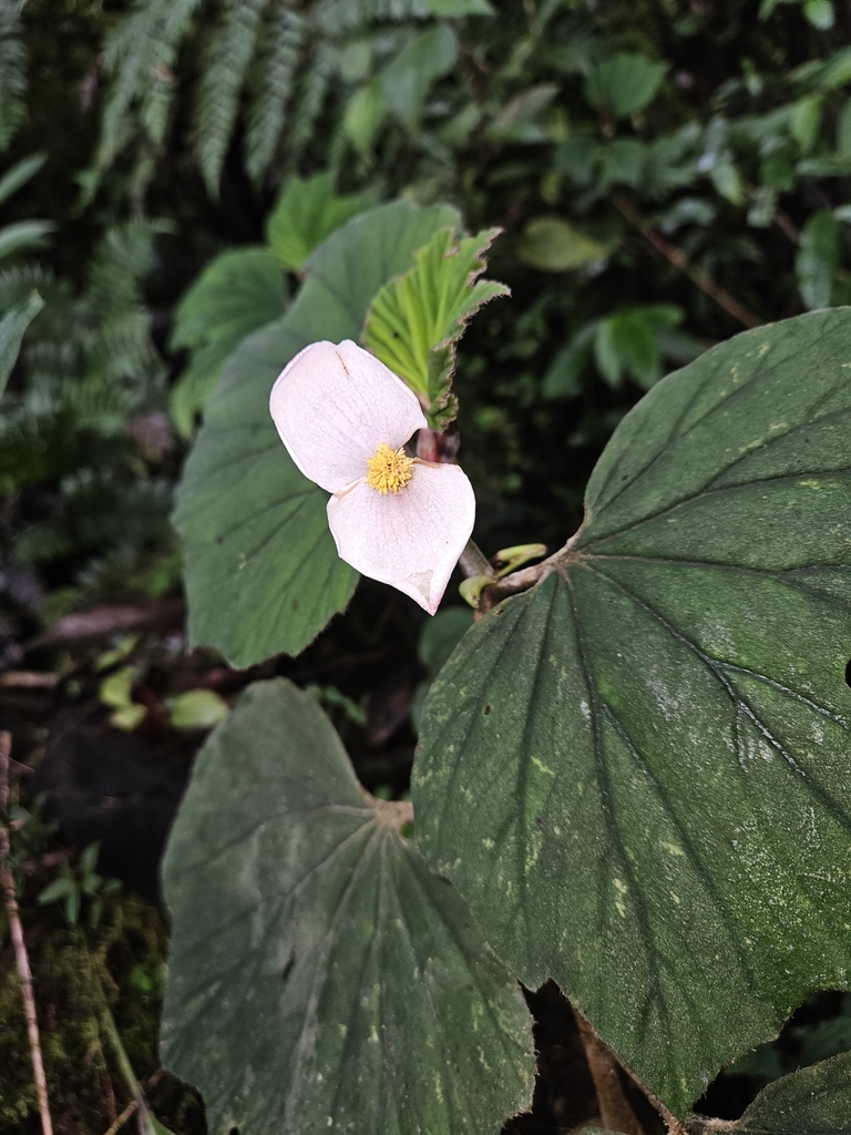 Begonia amoeboides