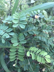 Abrus precatorius africanus