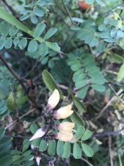 Abrus precatorius africanus