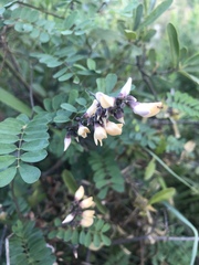 Abrus precatorius africanus