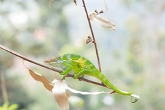 Kinyongia multituberculata