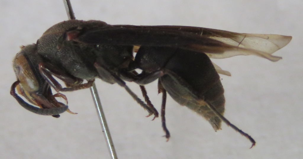 Pseudodynerus subapicalis