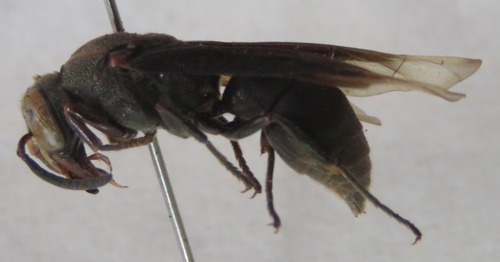Pseudodynerus subapicalis