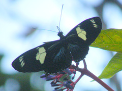 Heliconius doris