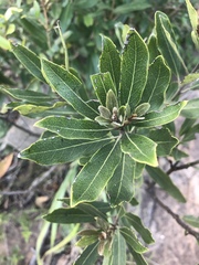 Euclea natalensis angustifolia