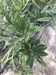 Euclea natalensis angustifolia