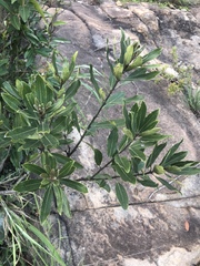 Euclea natalensis angustifolia