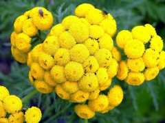 Tanacetum vulgare boreale