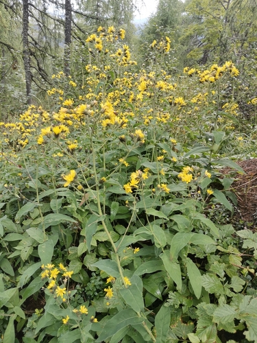 Image of Hieracium prenanthoides by (c) Ljaž, some rights reserved (CC BY)