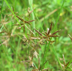 Cyperus flavidus