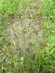 Cyperus flavidus